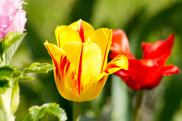 Farbig blühende Tulpen im Frühling in einem Garten