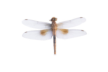 Dragonfly on a white background