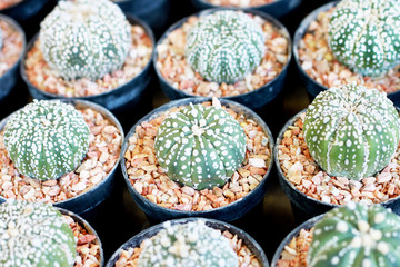 White and Green stripes cactus in a pot, Selective focus.