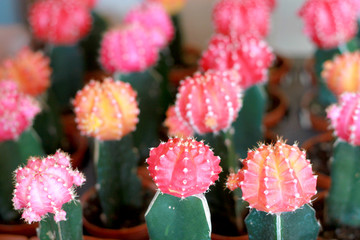 Colorful cactus in a pot, Selective focus.