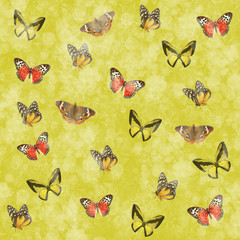 Butterfly on a yellow background