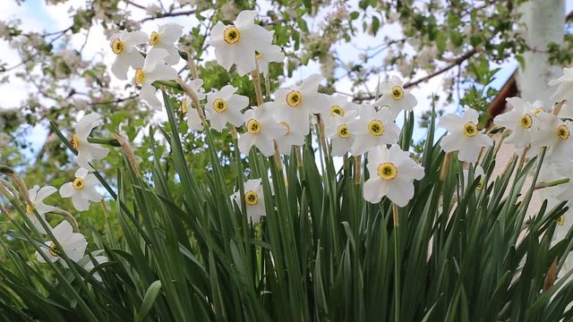 daffodils swaying on a spring breeze