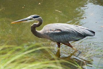 Great blue heron