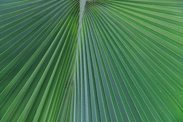 Fototapeta premium palm leaves