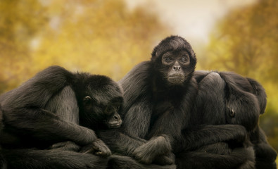 Black spider monkeys