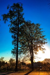 drzewa w świetle zachodzącego słońca