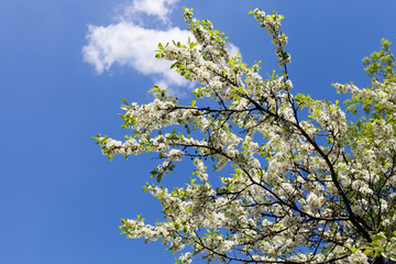 Flowers of the cherry blossoms on a spring