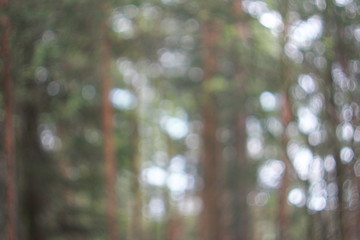 Фон боке летнего зеленого леса © heshixin