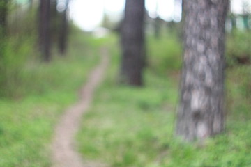 Фон боке летнего зеленого леса © heshixin