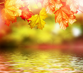 Autumn foliage. Golden Autumn. Colorful autumn leaves