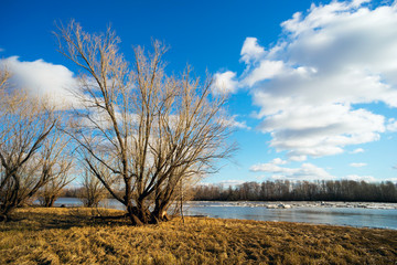 Spring landscape . Bare trees on the river Bank.