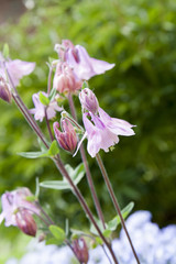 Fresh pink bells in the garden, sunny day