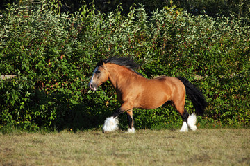 Shire horse - galloping on meadow