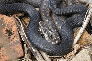 viper