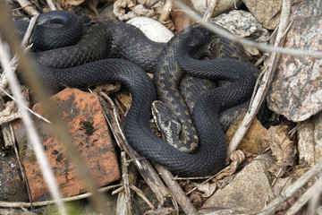 viper
