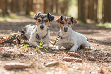 Zwei süße brave gehorsame Hunde im Wald - Jack Russell Terrier