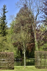 Jeune arbre au milieu d'un passage dans la nature luxuriante des Jardins d'Eau d'Annevoie
