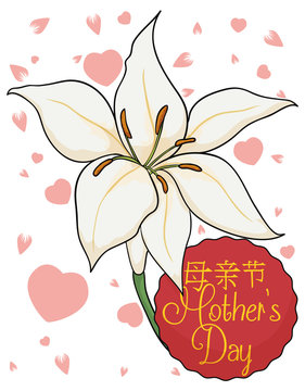 White Lily for Chinese Mother's Day Celebration, Vector Illustration