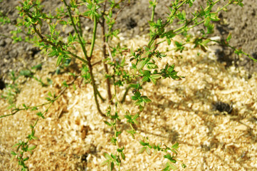 Environmentally friendly product: green planting bushes of blueberries, sprinkled with sawdust.
