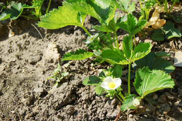 Environmentally friendly product: green flowering strawberry planting on beds
