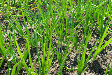 Environmentally friendly product: green onion planting on beds
