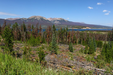 Pine Beetle Devastation in Colorado