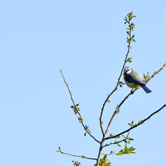 Mésange bleu , fond bleu , printemps 