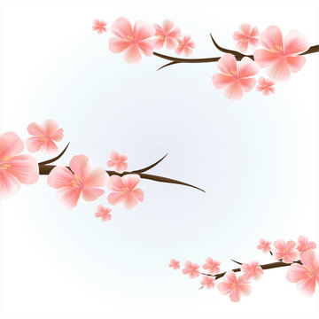 

Branches of sakura with flowers. Cherry blossom branches isolated on light-blue. Vector 