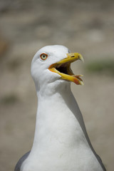 Closeup of a yellow-legged gull (sp. Larus michahellis) chilling out with its beak open on a warm day.