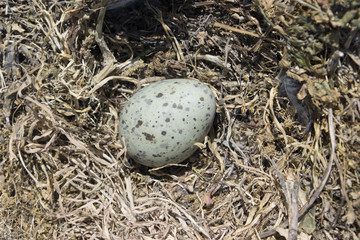 Closeup view of a sp. Larus michahellis (Yellow-legged gull) cyanish egg in its nest during incubation stage. Greece