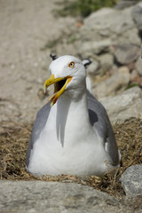 Yellow-legged seagull (sp. Larus michahellis) broods over its nest built using a mound of vegetation, on the ground. Greece