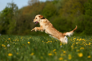 Retriever im Sprung