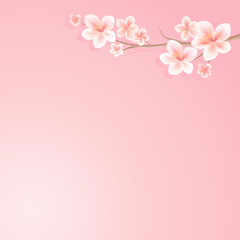 Flowers design. Sakura blossoms background. Branch of sakura with flowers. Cherry blossom branch on pink. Vector