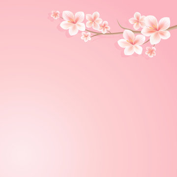 Flowers design. Sakura blossoms background. Branch of sakura with flowers. Cherry blossom branch on pink. Vector
