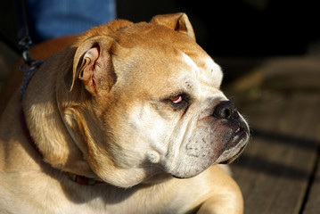 Watchdog Bulldog