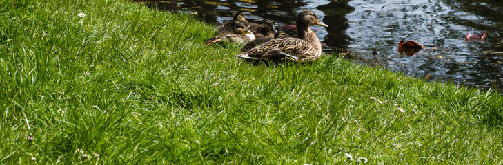 Stockentenfamilie am Teich