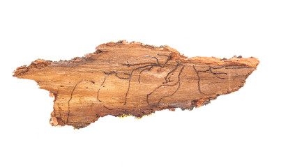 piece of tree bark. Isolated on white background