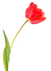 red tulip. isolated on white background