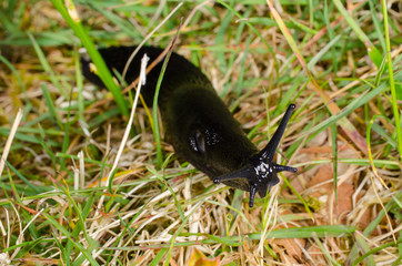 schwarze Wegschnecke in der Wiese