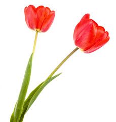bouquet of red tulips isolated on white background