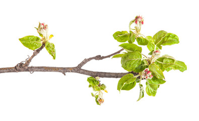 Naklejka premium Flowering branch of apple. The small leaves and flowers. isolate