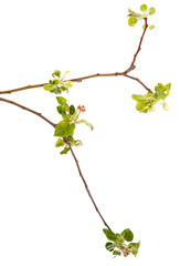 Flowering branch of apple. The small leaves and flowers. isolate