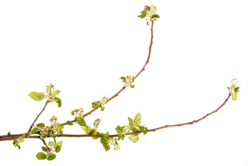 Flowering branch of apple. The small leaves and flowers. isolate