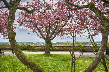 Beautiful Spring garden.Court Garden in Dachau Palace with cherry trees and green meadow. Germany