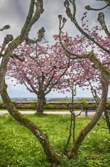 Beautiful Spring garden.Court Garden in Dachau Palace with cherry trees and green meadow. Germany