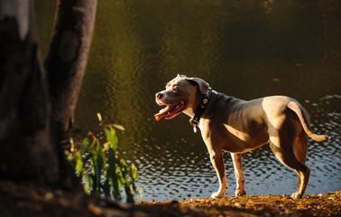 American Pit Bull Terrier standing along water edge with trees