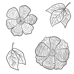 Fototapeta premium Vector hand drawn flowers