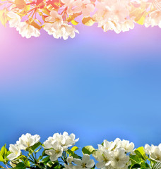 spring landscape. Flowering apple tree. Spring flowering garden.