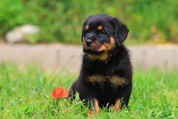 puppy rottweiler