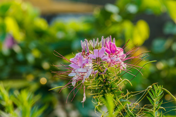 Pink And White Spider flower(Cleome hassleriana) in the garden